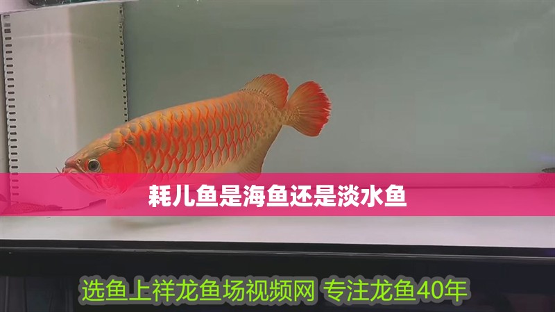耗兒魚是海魚還是淡水魚 耗兒魚是海魚還是淡水魚 龍魚論壇