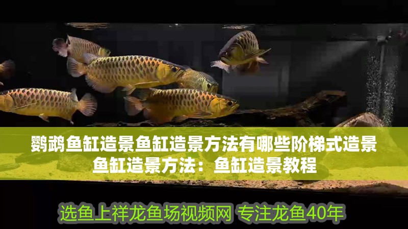 鸚鵡魚缸造景魚缸造景方法有哪些階梯式造景魚缸造景方法：魚缸造景教程