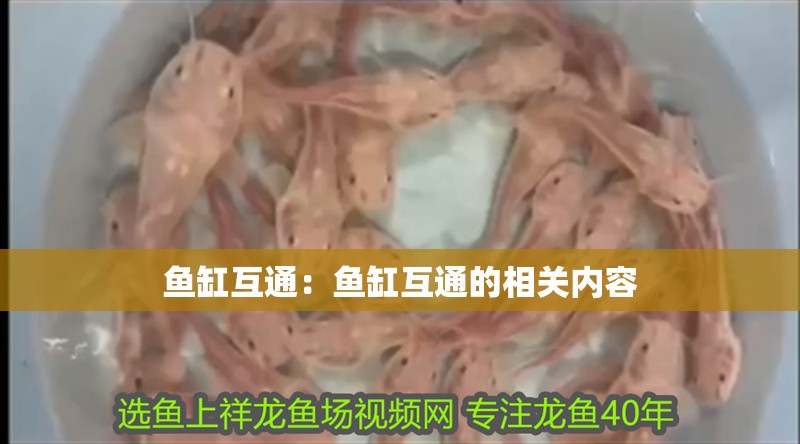 魚缸互通：魚缸互通的相關內容