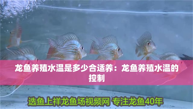 龍魚養殖水溫是多少合適養：龍魚養殖水溫的控制