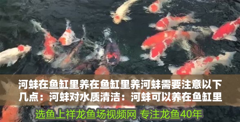 河蚌在魚缸里養在魚缸里養河蚌需要注意以下幾點：河蚌對水質清潔：河蚌可以養在魚缸里嗎？
