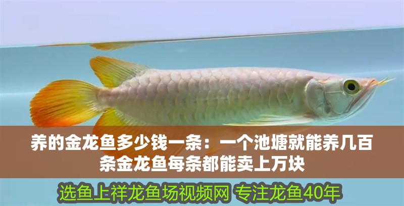 養(yǎng)的金龍魚多少錢一條：一個池塘就能養(yǎng)幾百條金龍魚每條都能賣上萬塊