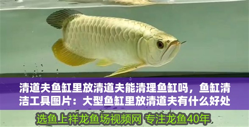 清道夫魚缸里放清道夫能清理魚缸嗎，魚缸清潔工具圖片：大型魚缸里放清道夫有什么好處？