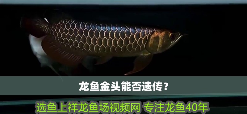 龍魚金頭能否遺傳？
