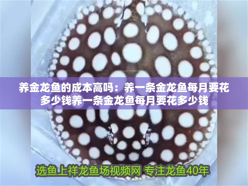 養金龍魚的成本高嗎：養一條金龍魚每月要花多少錢養一條金龍魚每月要花多少錢
