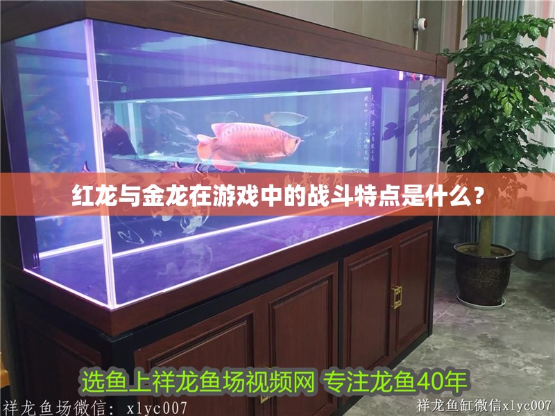 紅龍與金龍在游戲中的戰斗特點是什么？