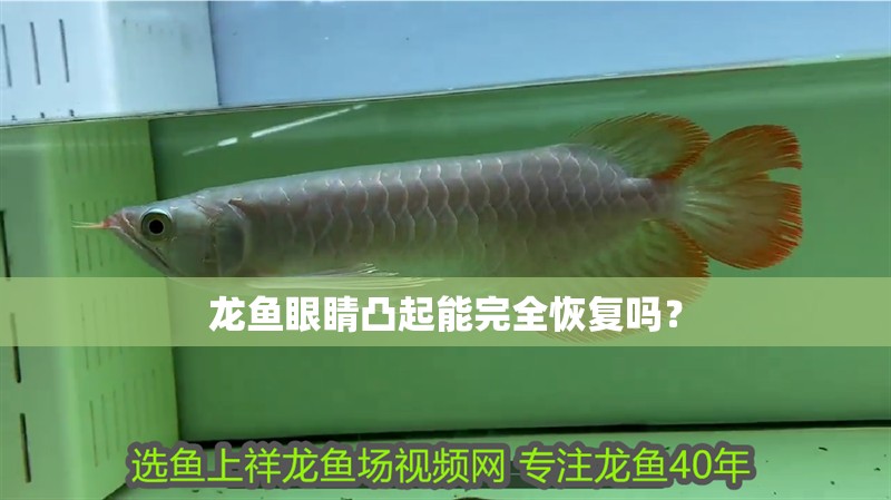 龍魚眼睛凸起能完全恢復(fù)嗎？
