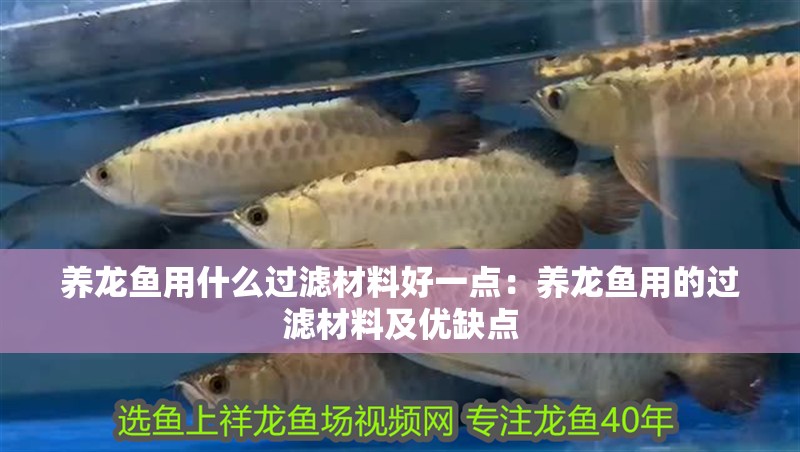 養(yǎng)龍魚用什么過濾材料好一點：養(yǎng)龍魚用的過濾材料及優(yōu)缺點