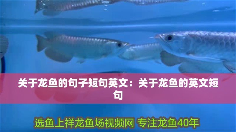 關于龍魚的句子短句英文：關于龍魚的英文短句