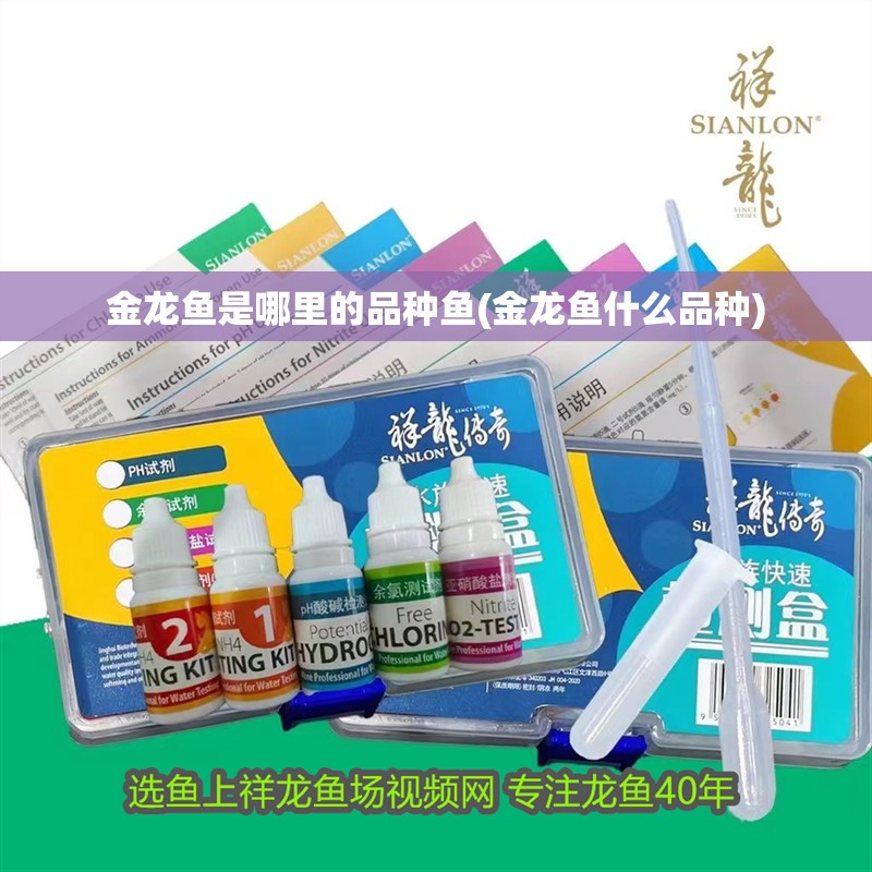 金龍魚是哪里的品種魚(金龍魚什么品種)