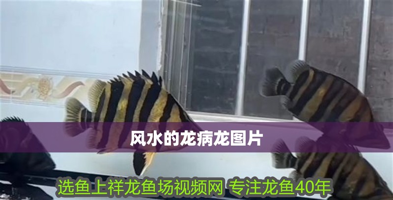 風水的龍病龍圖片