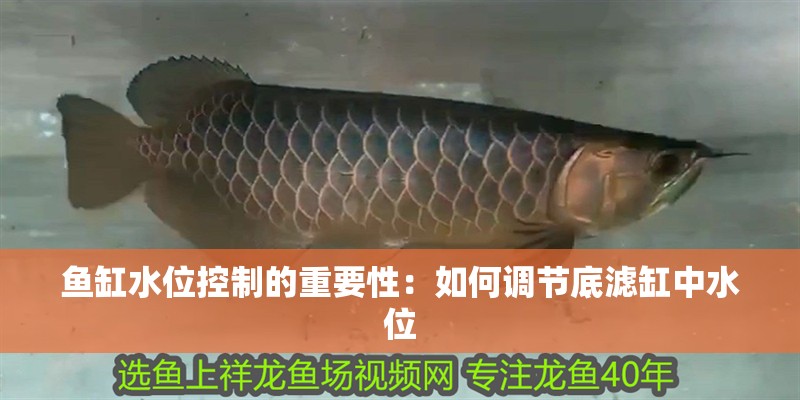 魚缸水位控制的重要性：如何調節底濾缸中水位