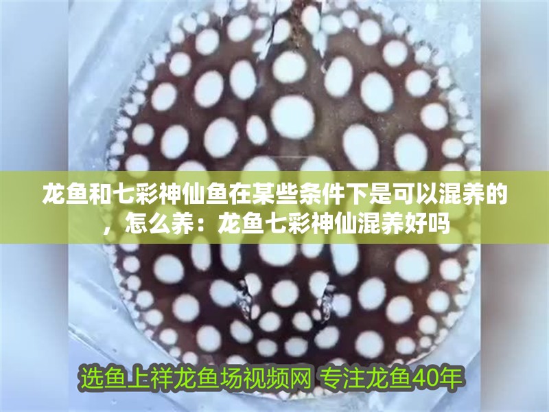 龍魚和七彩神仙魚在某些條件下是可以混養(yǎng)的，怎么養(yǎng)：龍魚七彩神仙混養(yǎng)好嗎
