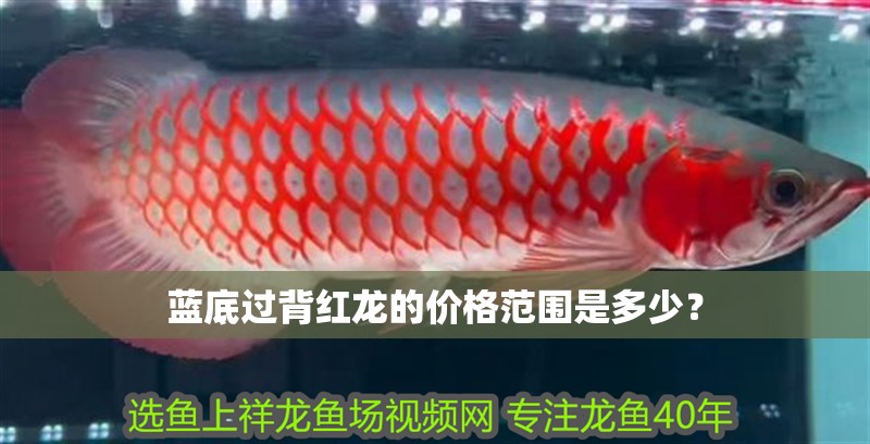 藍底過背紅龍的價格范圍是多少？