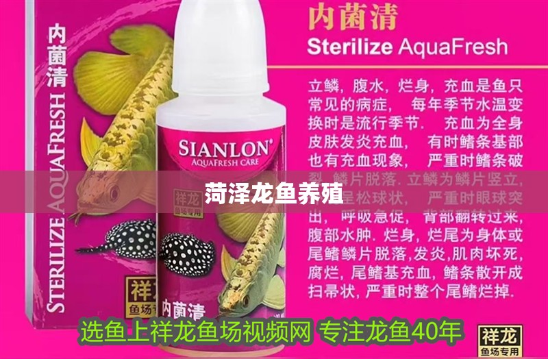 菏澤龍魚(yú)養(yǎng)殖