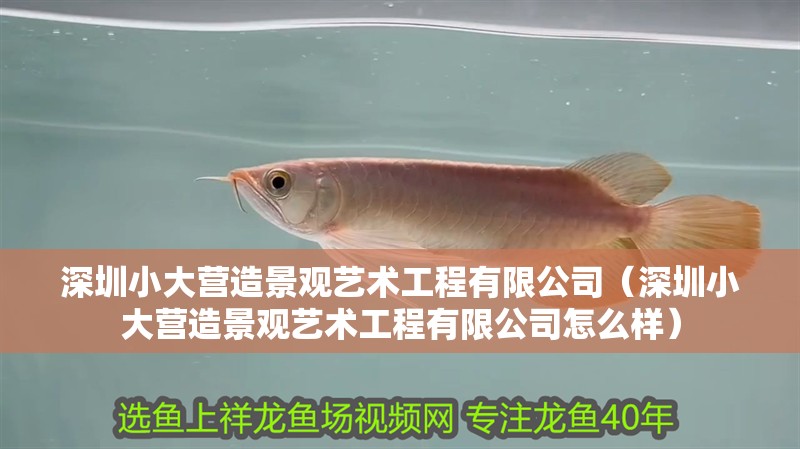 深圳小大營造景觀藝術工程有限公司（深圳小大營造景觀藝術工程有限公司怎么樣）