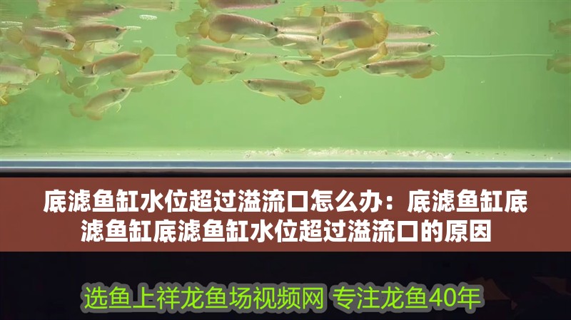 底濾魚缸水位超過溢流口怎么辦：底濾魚缸底濾魚缸底濾魚缸水位超過溢流口的原因
