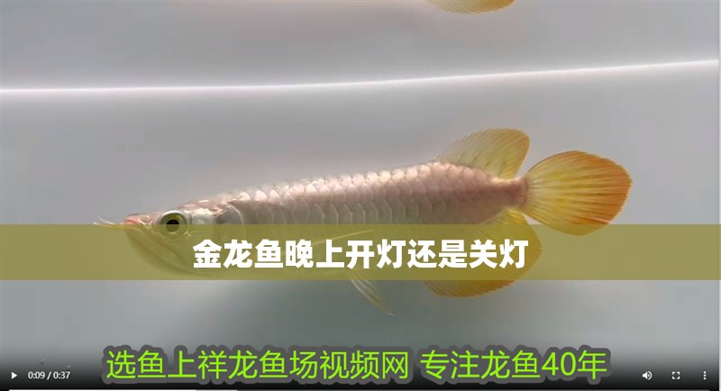 金龍魚晚上開燈還是關燈