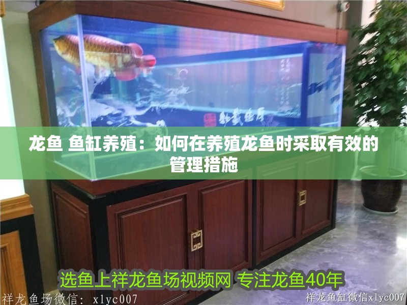 龍魚 魚缸養殖：如何在養殖龍魚時采取有效的管理措施