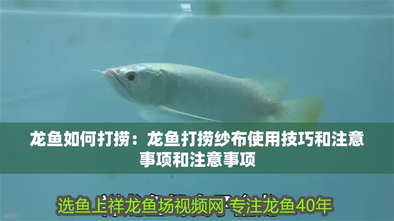 龍魚如何打撈：龍魚打撈紗布使用技巧和注意事項和注意事項