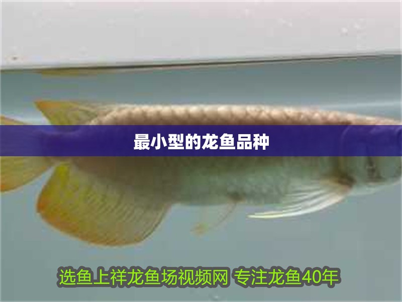 最小型的龍魚品種