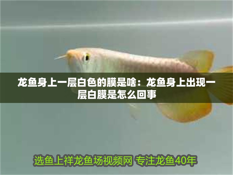龍魚身上一層白色的膜是啥：龍魚身上出現(xiàn)一層白膜是怎么回事 龍魚身上一層白色的膜是啥：龍魚身上出現(xiàn)一層白膜是怎么回事 龍魚百科