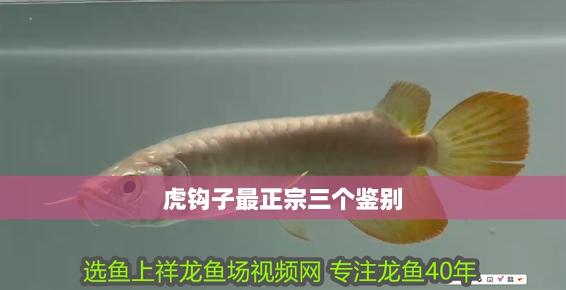 虎鉤子最正宗三個鑒別