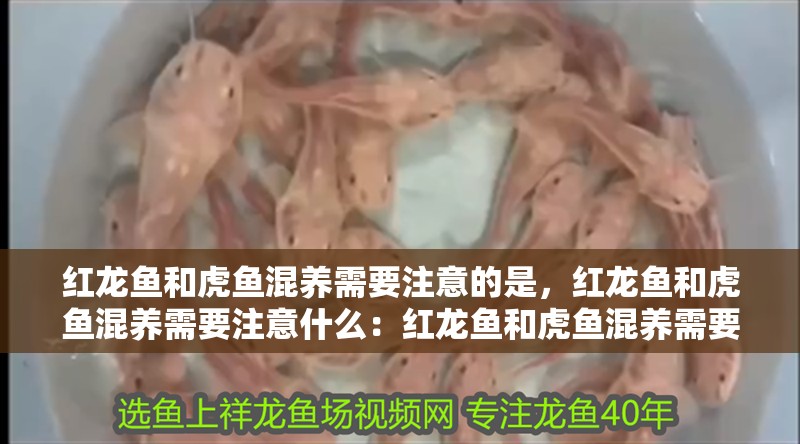 紅龍魚和虎魚混養需要注意的是，紅龍魚和虎魚混養需要注意什么：紅龍魚和虎魚混養需要注意什么？