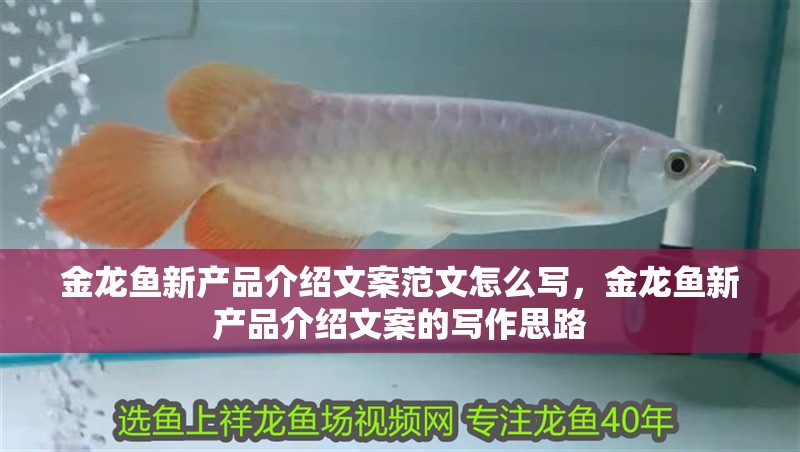 金龍魚新產品介紹文案范文怎么寫，金龍魚新產品介紹文案的寫作思路