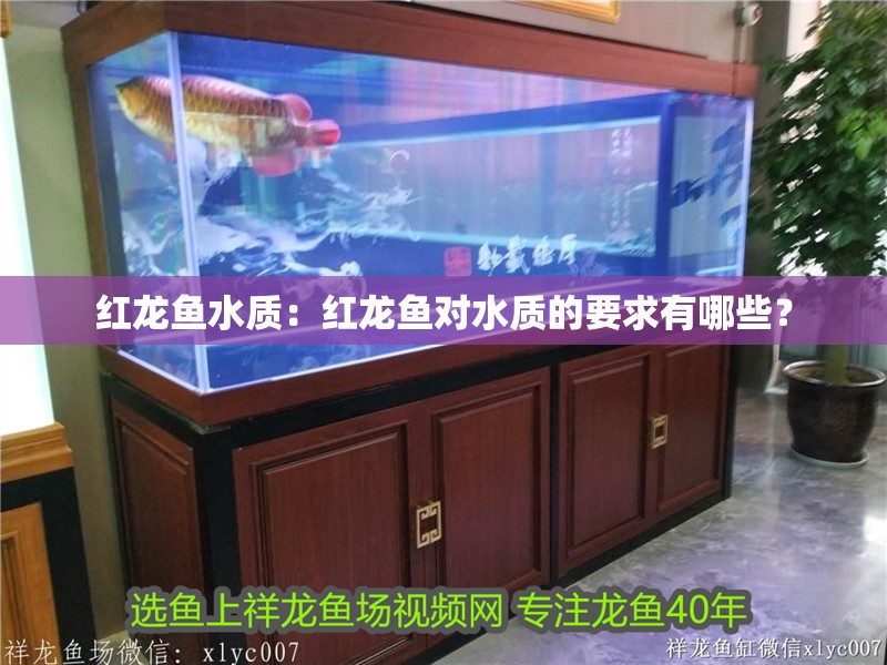 紅龍魚水質(zhì)：紅龍魚對水質(zhì)的要求有哪些？