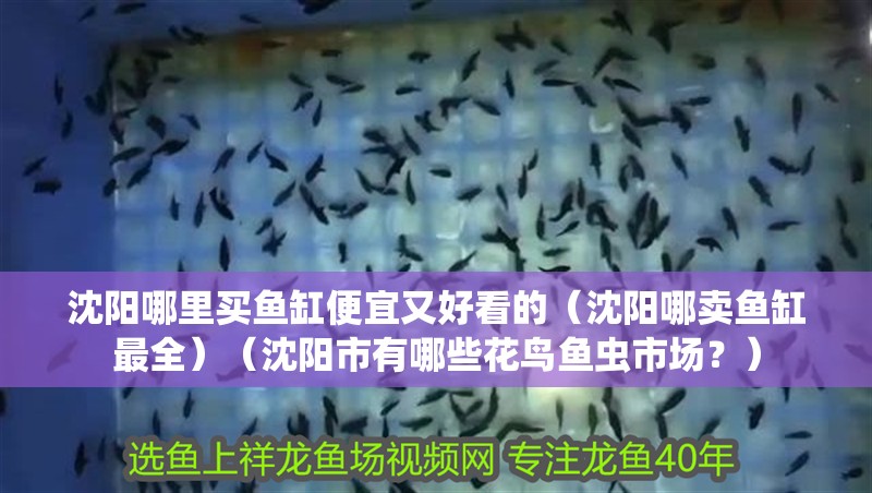 沈陽(yáng)哪里買魚缸便宜又好看的（沈陽(yáng)哪賣魚缸最全）（沈陽(yáng)市有哪些花鳥魚蟲市場(chǎng)？）