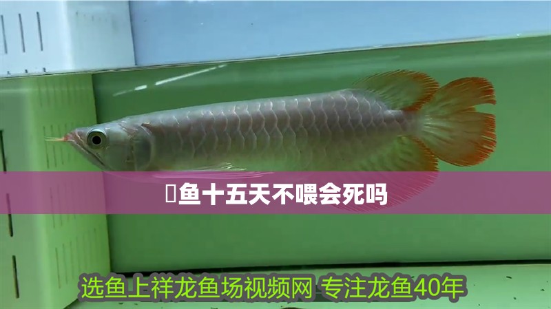 魟魚十五天不喂會死嗎