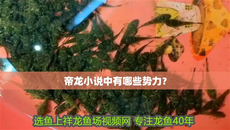 帝龍小說中有哪些勢力？ 帝龍小說中有哪些勢力？ 龍魚百科