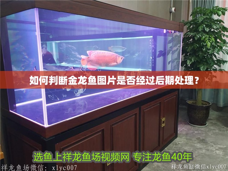 如何判斷金龍魚圖片是否經過后期處理？