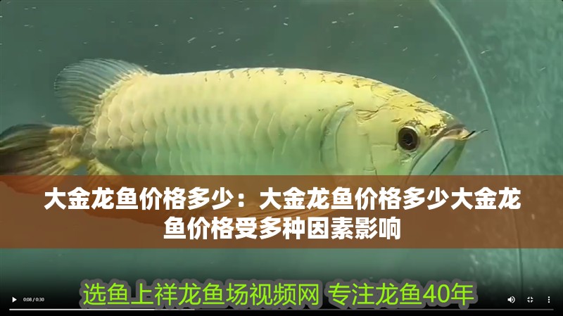 大金龍魚價格多少：大金龍魚價格多少大金龍魚價格受多種因素影響