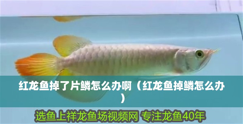 紅龍魚掉了片鱗怎么辦啊（紅龍魚掉鱗怎么辦）