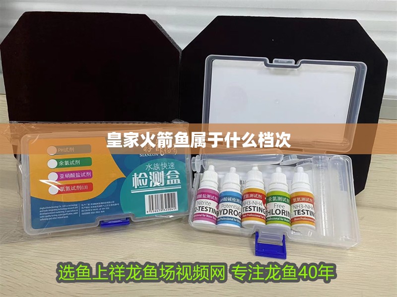 皇家火箭魚屬于什么檔次