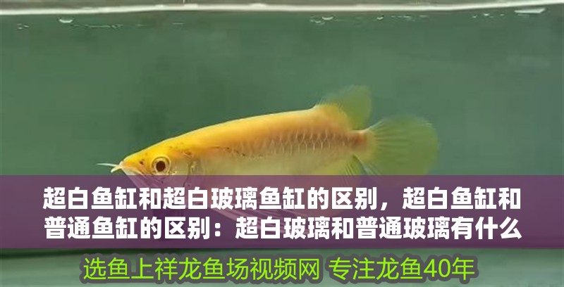 超白魚缸和超白玻璃魚缸的區別，超白魚缸和普通魚缸的區別：超白玻璃和普通玻璃有什么區別？