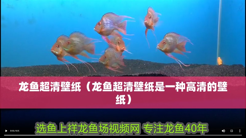 龍魚超清壁紙（龍魚超清壁紙是一種高清的壁紙）