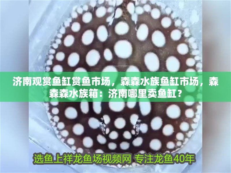 濟南觀賞魚缸賞魚市場，森森水族魚缸市場，森森森水族箱：濟南哪里賣魚缸？