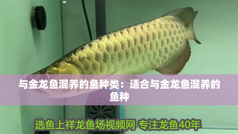 與金龍魚混養的魚種類：適合與金龍魚混養的魚種