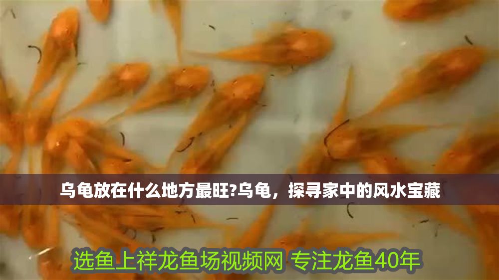 烏龜放在什么地方最旺?烏龜，探尋家中的風(fēng)水寶藏