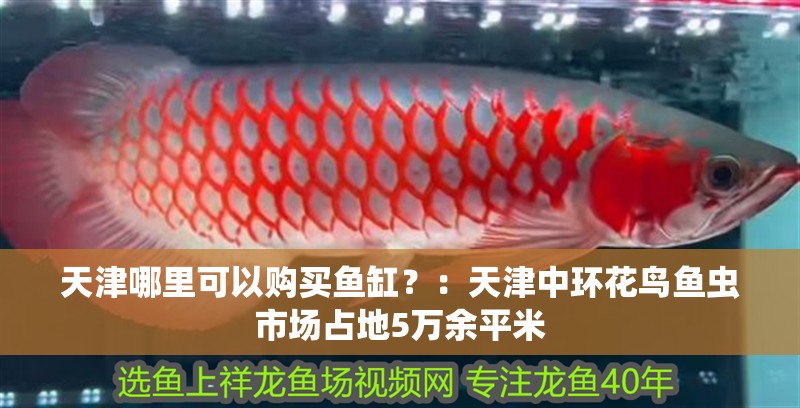 天津哪里可以購買魚缸？：天津中環花鳥魚蟲市場占地5萬余平米