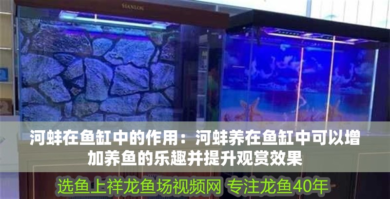 河蚌在魚缸中的作用：河蚌養在魚缸中可以增加養魚的樂趣并提升觀賞效果