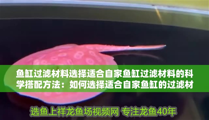 魚缸過濾材料選擇適合自家魚缸過濾材料的科學搭配方法：如何選擇適合自家魚缸的過濾材料