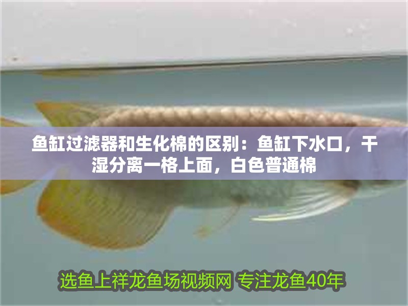 詳細閱讀:魚缸過濾器和生化棉的區別:魚缸下水口,干濕分離一格上面,白色普通棉 魚缸過濾器和生化棉的區別:魚缸下水口,干濕分離一格上面,白色普通棉