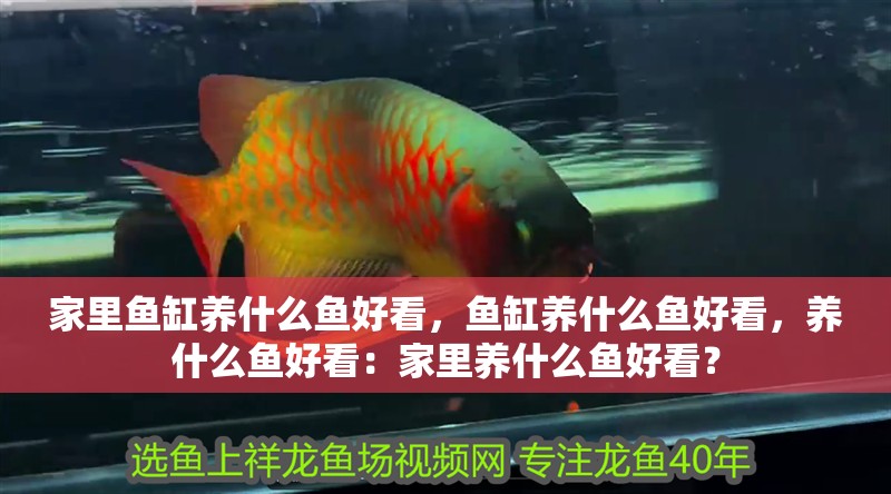 家里魚缸養什么魚好看，魚缸養什么魚好看，養什么魚好看：家里養什么魚好看？