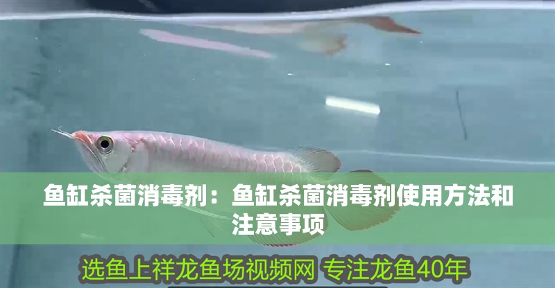 魚缸殺菌消毒劑：魚缸殺菌消毒劑使用方法和注意事項