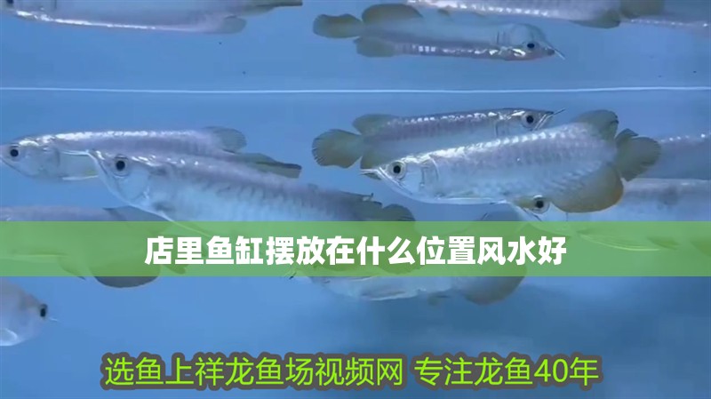 店里魚缸擺放在什么位置風水好