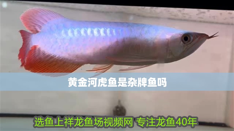 黃金河虎魚是雜牌魚嗎